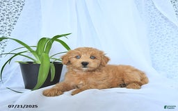 Mini Goldendoodle dogs for sale: Kassia - Image 10