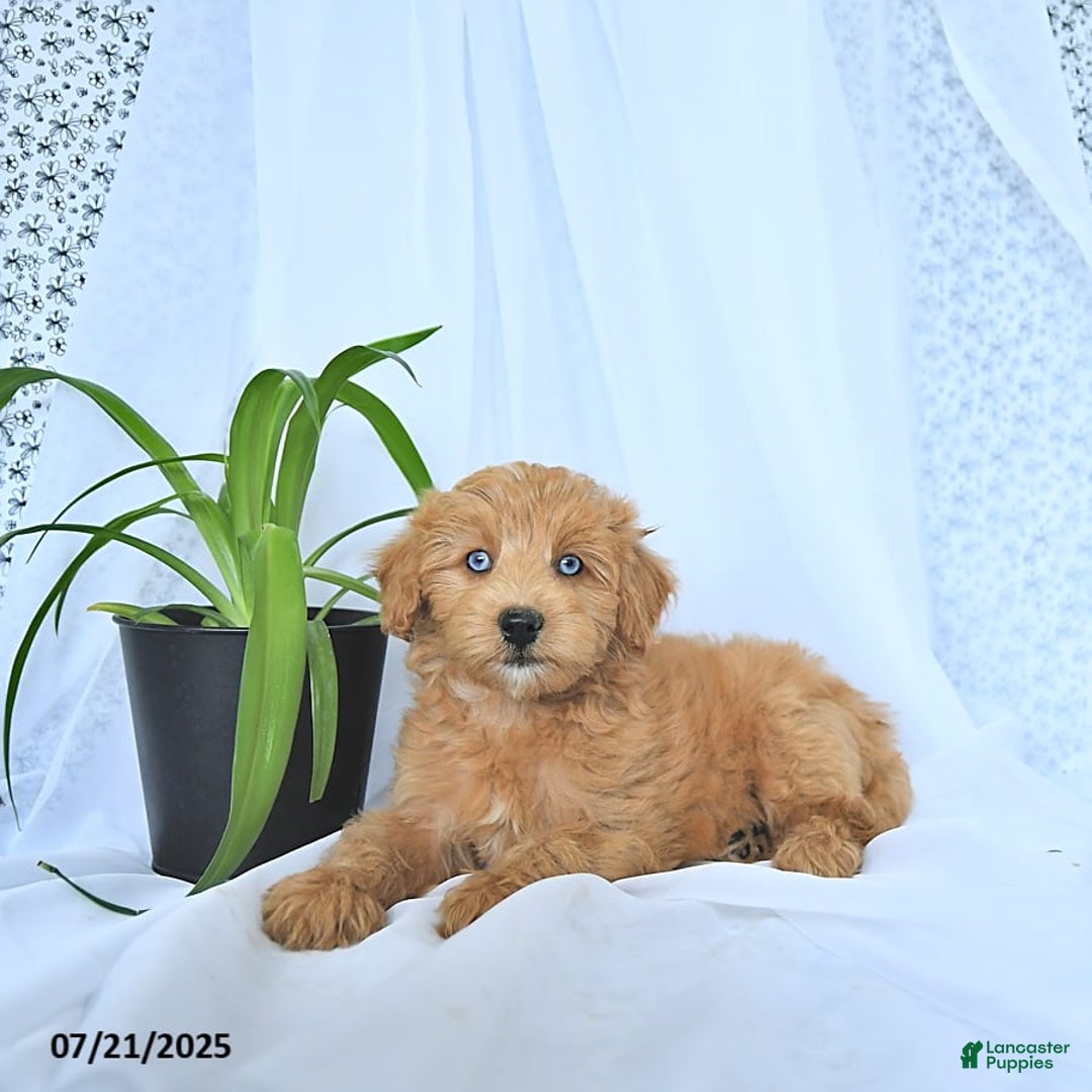 Mini Goldendoodle dogs for sale: Kassia - Image 10
