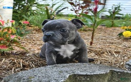 Frenchton dogs for sale: Twinkleberry - Image 10