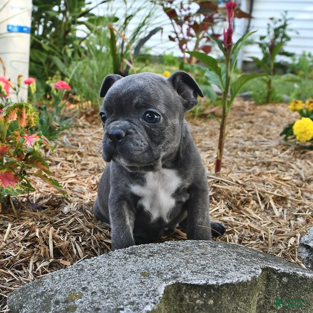 Frenchton dogs for sale: Twinkleberry - Image 10