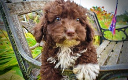 Havapoo dogs for sale: Bliss - Image 12