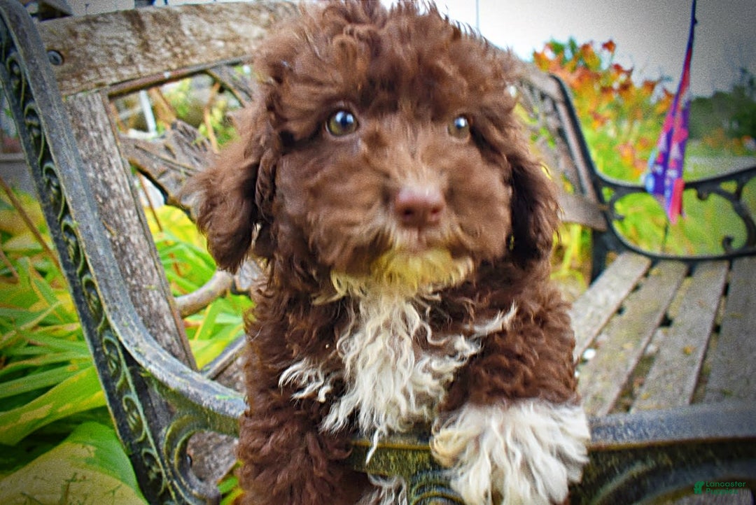 Havapoo dogs for sale: Bliss - Image 12