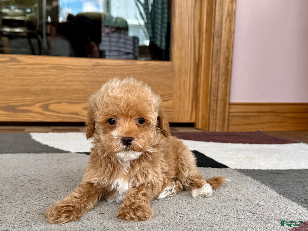 Maltipoo dogs for sale: Terry - Image 9