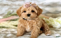 Maltipoo dogs for sale: Dark Pink Collar - Image 2