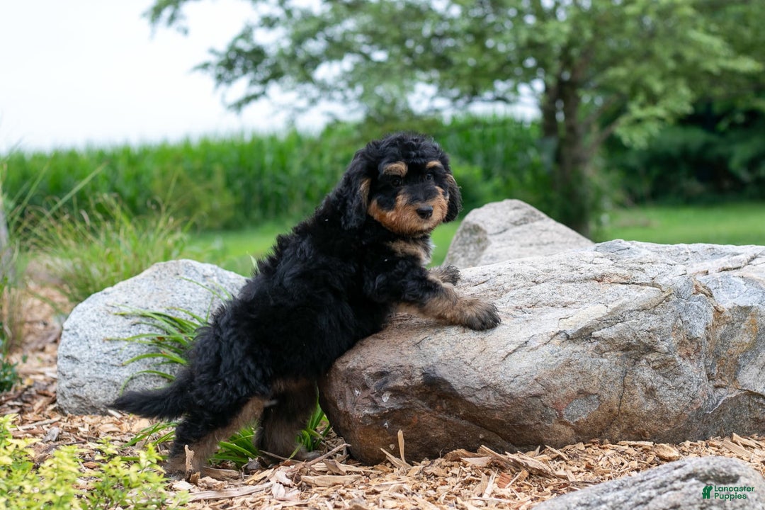 Bernedoodle dogs for sale: Paprika - Image 3