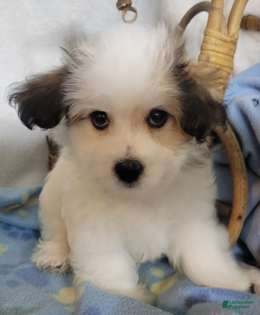 Havapoo dogs for sale: Kavi - Image 1