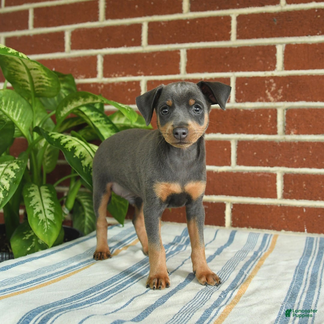 Miniature Pinscher dogs for sale: Jersey - Image 9