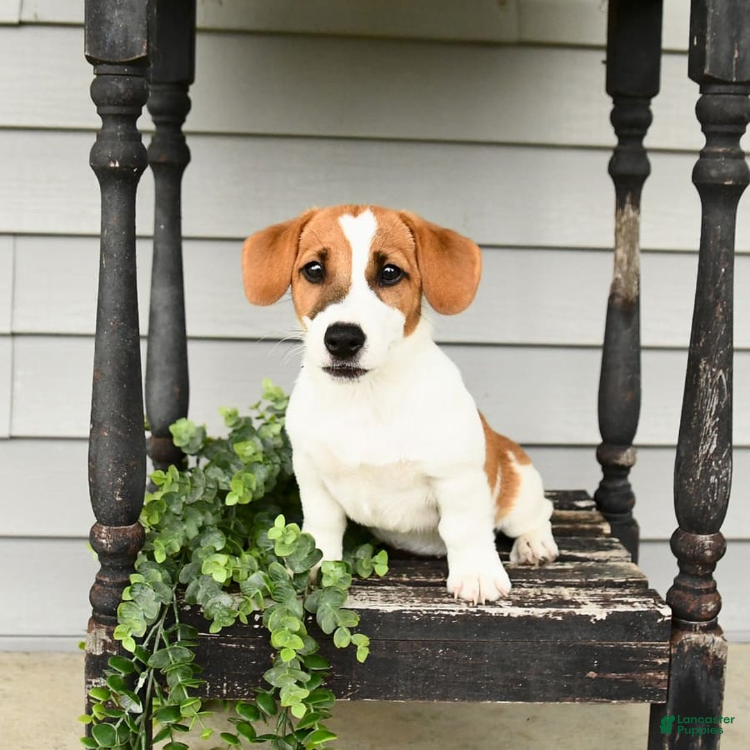 Jack Russell Terrier dogs for sale: Starburst - Image 3
