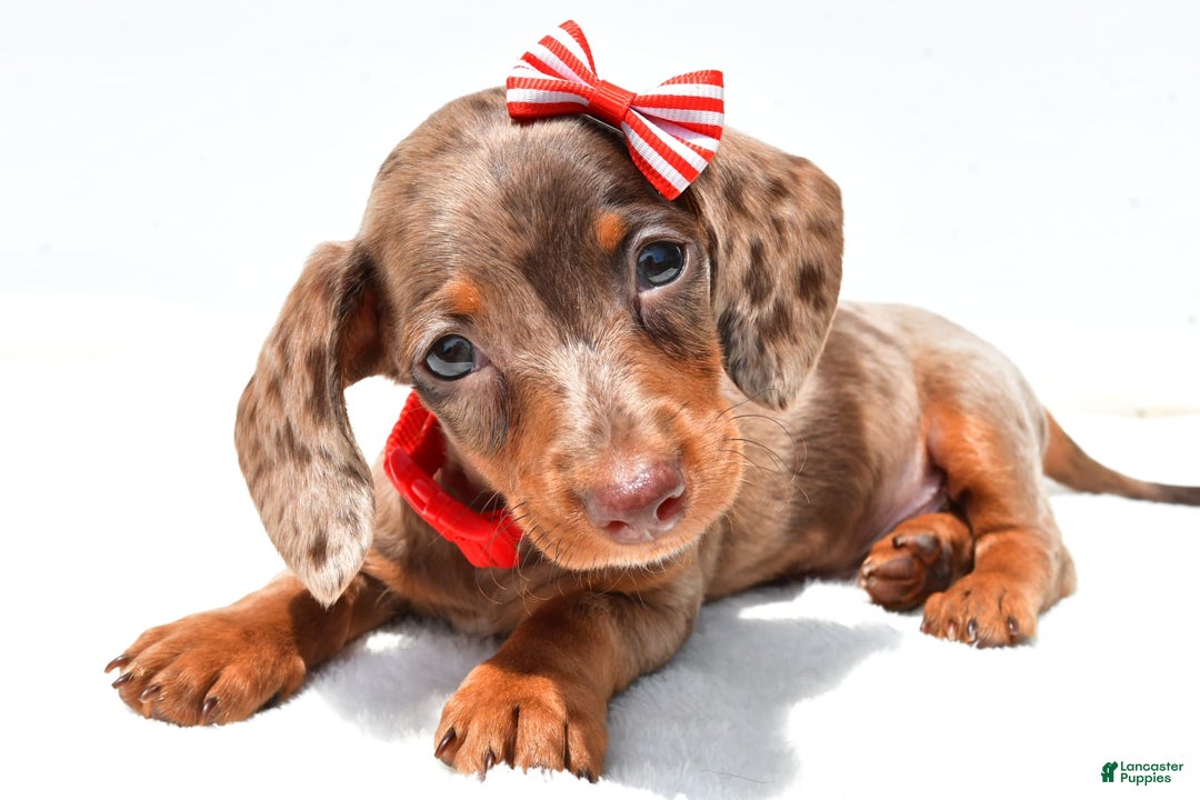 Miniature Dachshund dogs for sale: Logan - Image 2