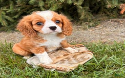 Miniature Bernese Mountain Dog dogs for sale: Annie - Image 4