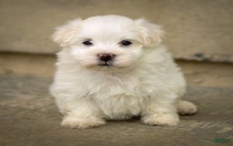 Maltese dogs for sale: Sterling - Image 1