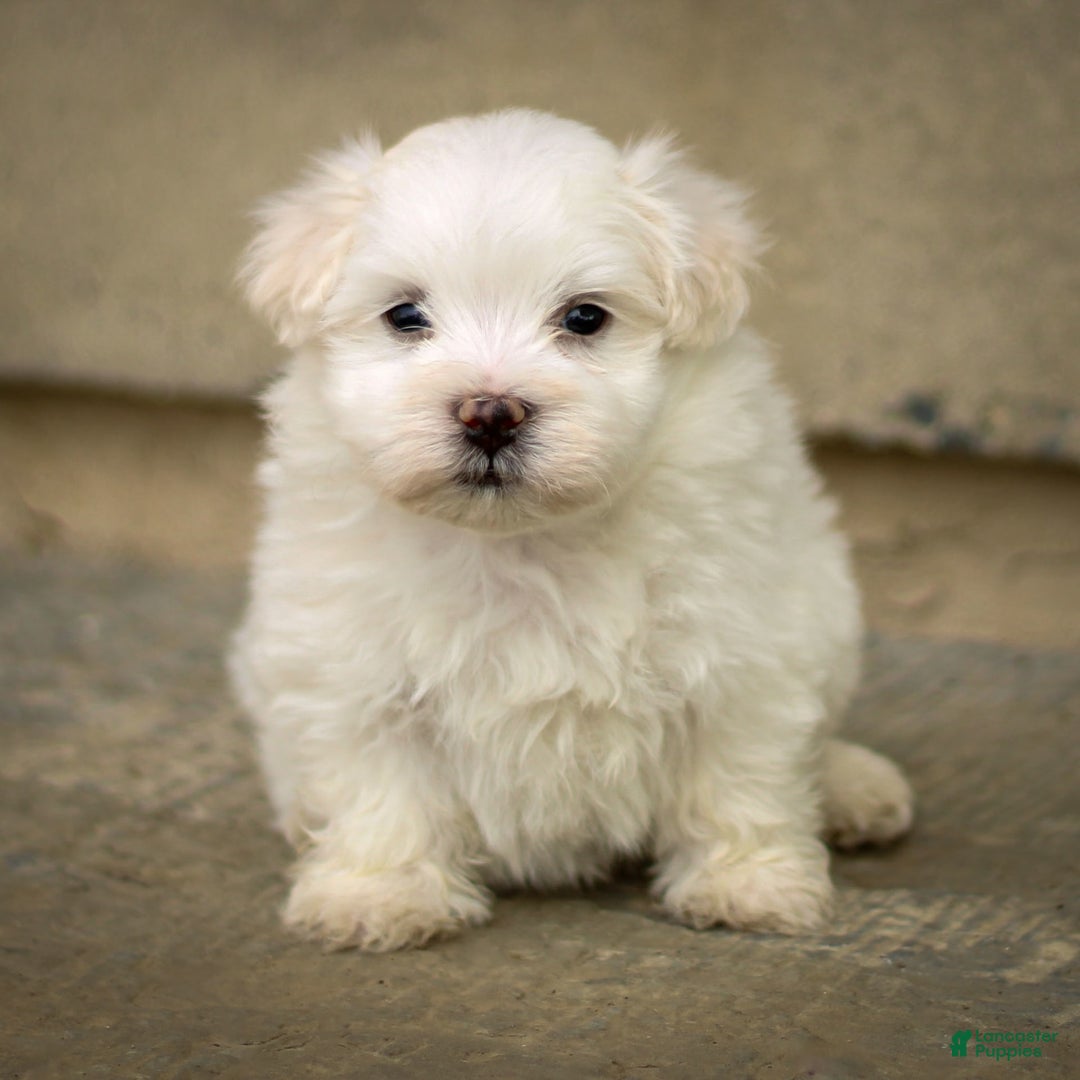 Maltese dogs for sale: Sterling - Image 1