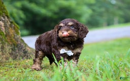 Cockapoo dogs for sale: Ace - Image 9