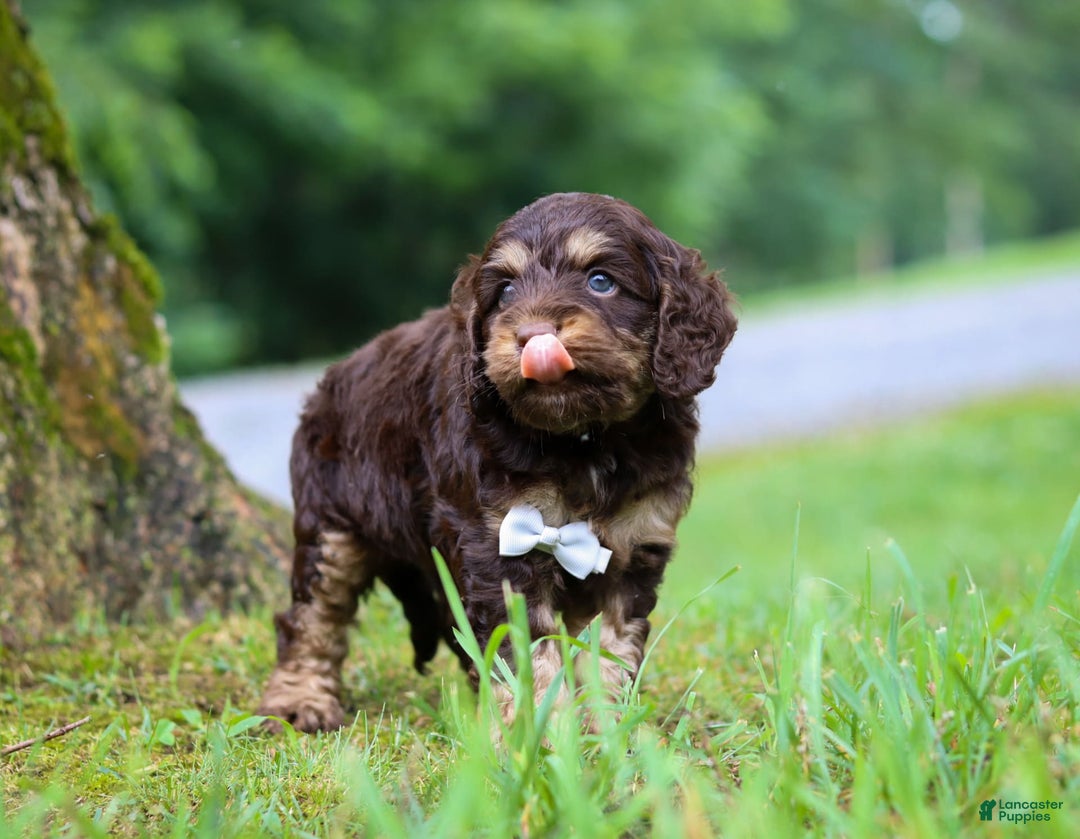 Cockapoo dogs for sale: Ace - Image 9