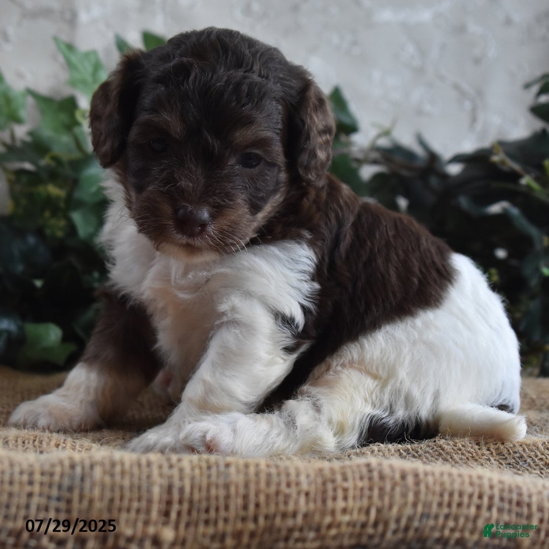 Cavapoo dogs for sale: Angie - Image 1