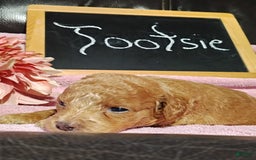 Mini Goldendoodle dogs for sale: Tootsie - Image 10