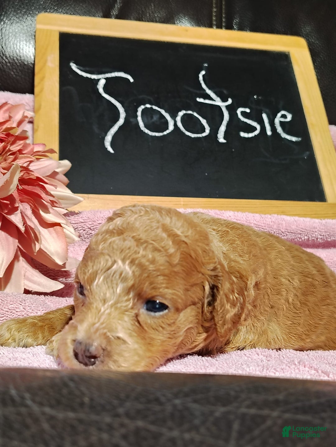 Mini Goldendoodle dogs for sale: Tootsie - Image 10