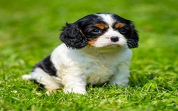 Cavalier King Charles Spaniel dogs for sale: Niki - Image 3