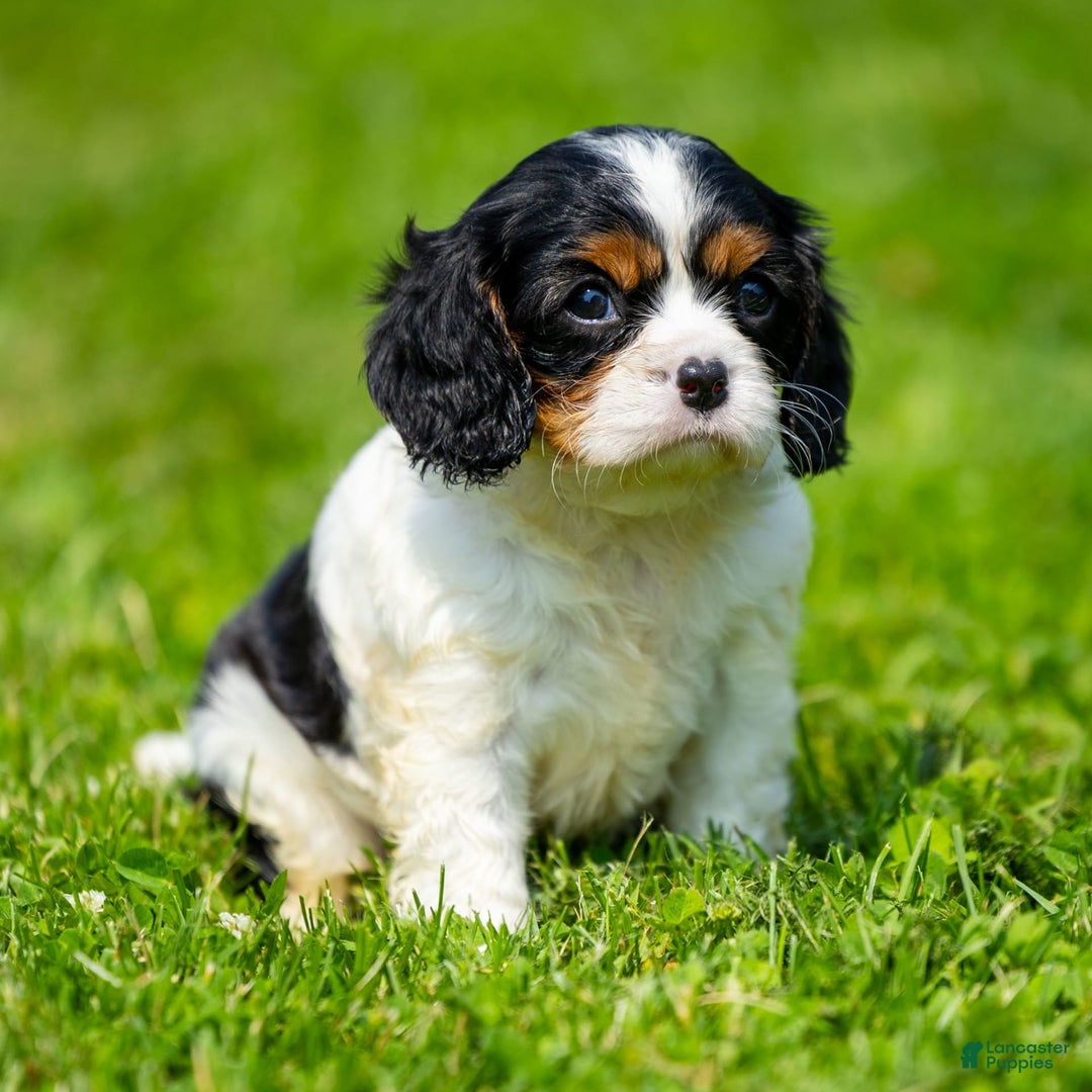 Cavalier King Charles Spaniel dogs for sale: Niki - Image 3