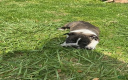 American Bully dogs for sale: Nala-brindle - Image 5