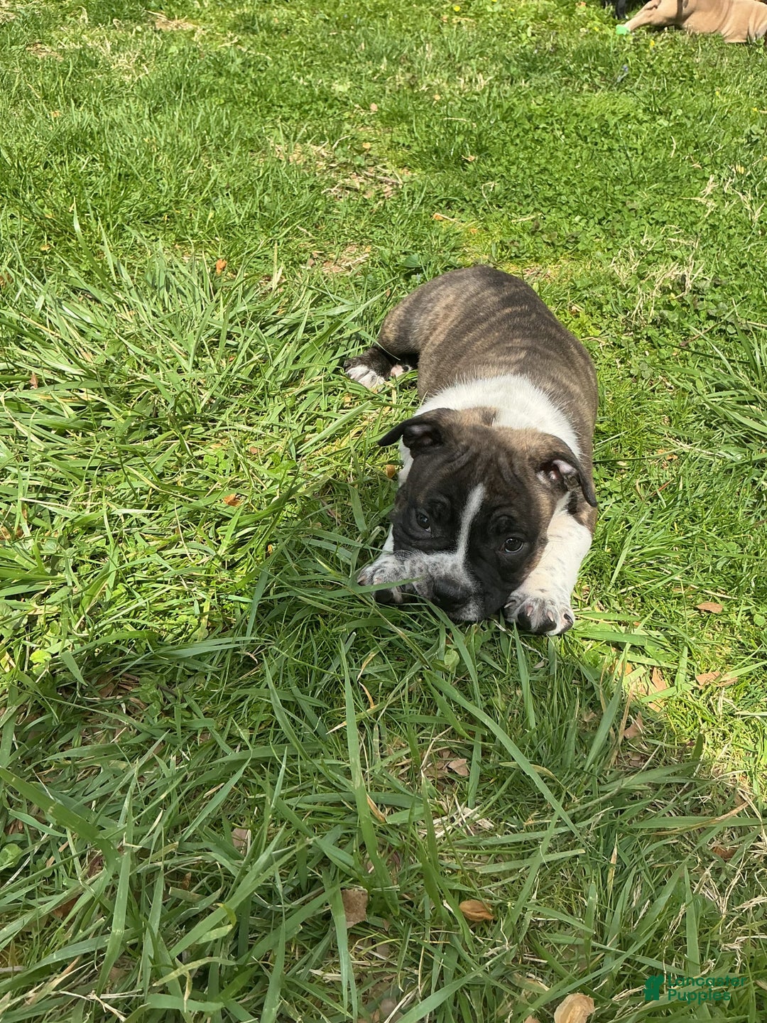 American Bully dogs for sale: Nala-brindle - Image 5