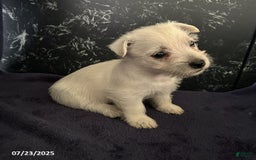 West Highland Terrier dogs for sale: Macy - Image 2