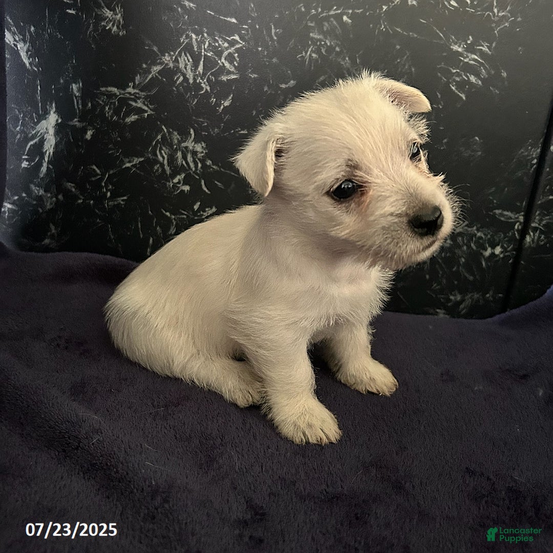 West Highland Terrier dogs for sale: Macy - Image 2