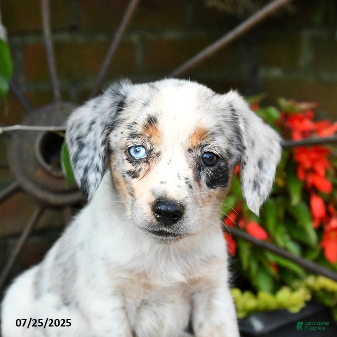 Miniature Australian Shepherd dogs for sale: Flow - Image 1