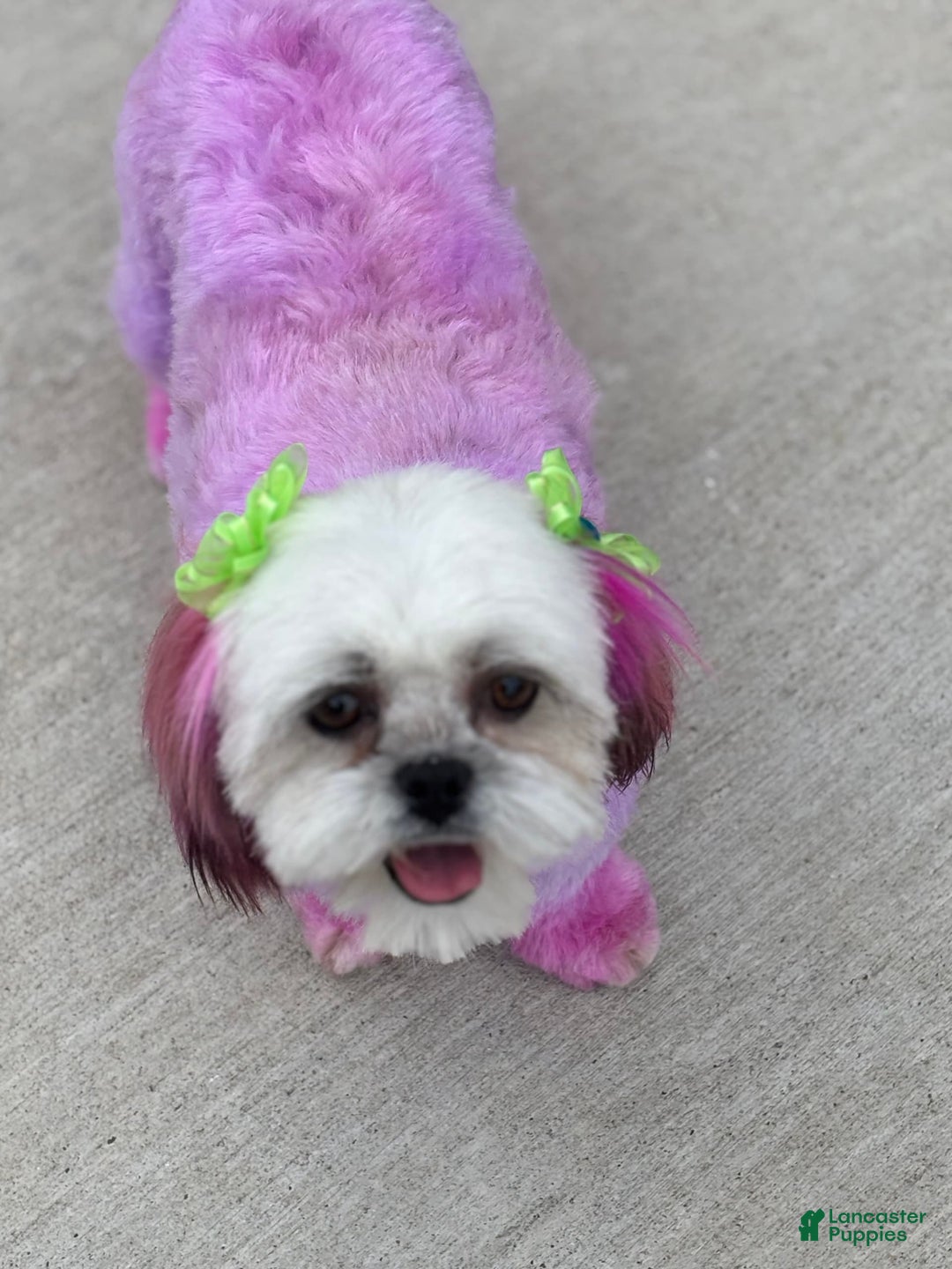 Shih Tzu dogs for sale: Shih Tzu Pups - Image 6