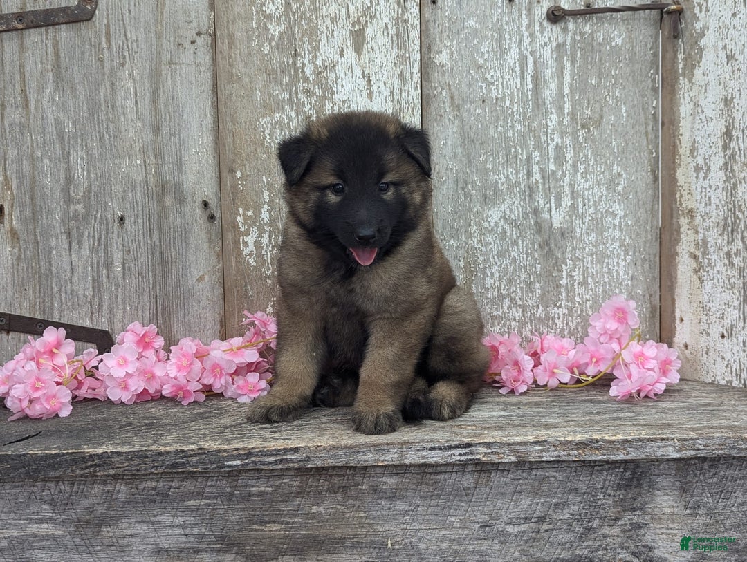 Belgian Tervuren dogs for sale: Lila - Image 2