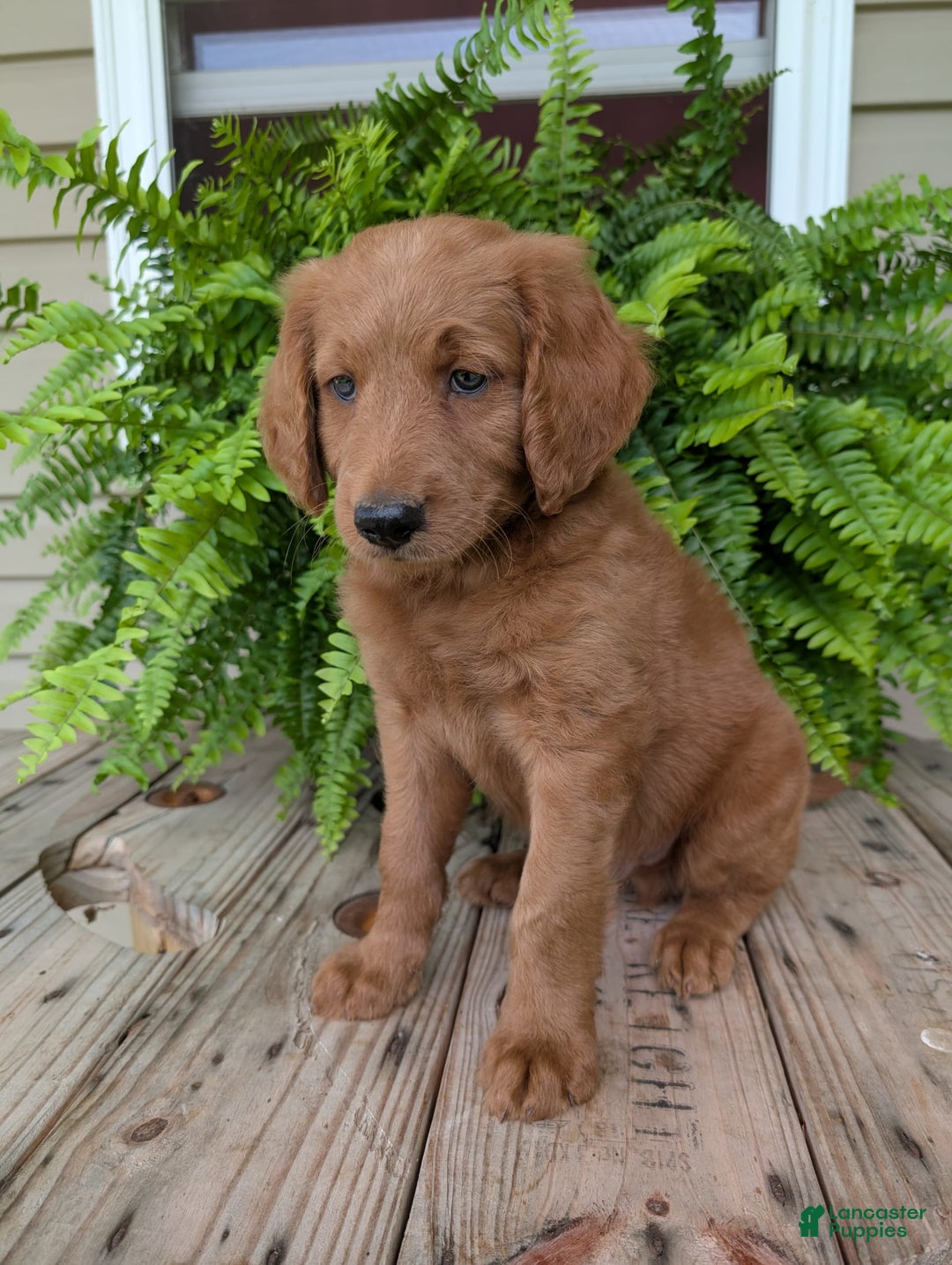 Goldendoodle dogs for sale: Flip - Image 30
