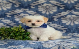 Maltese dogs for sale: Graham - Image 5
