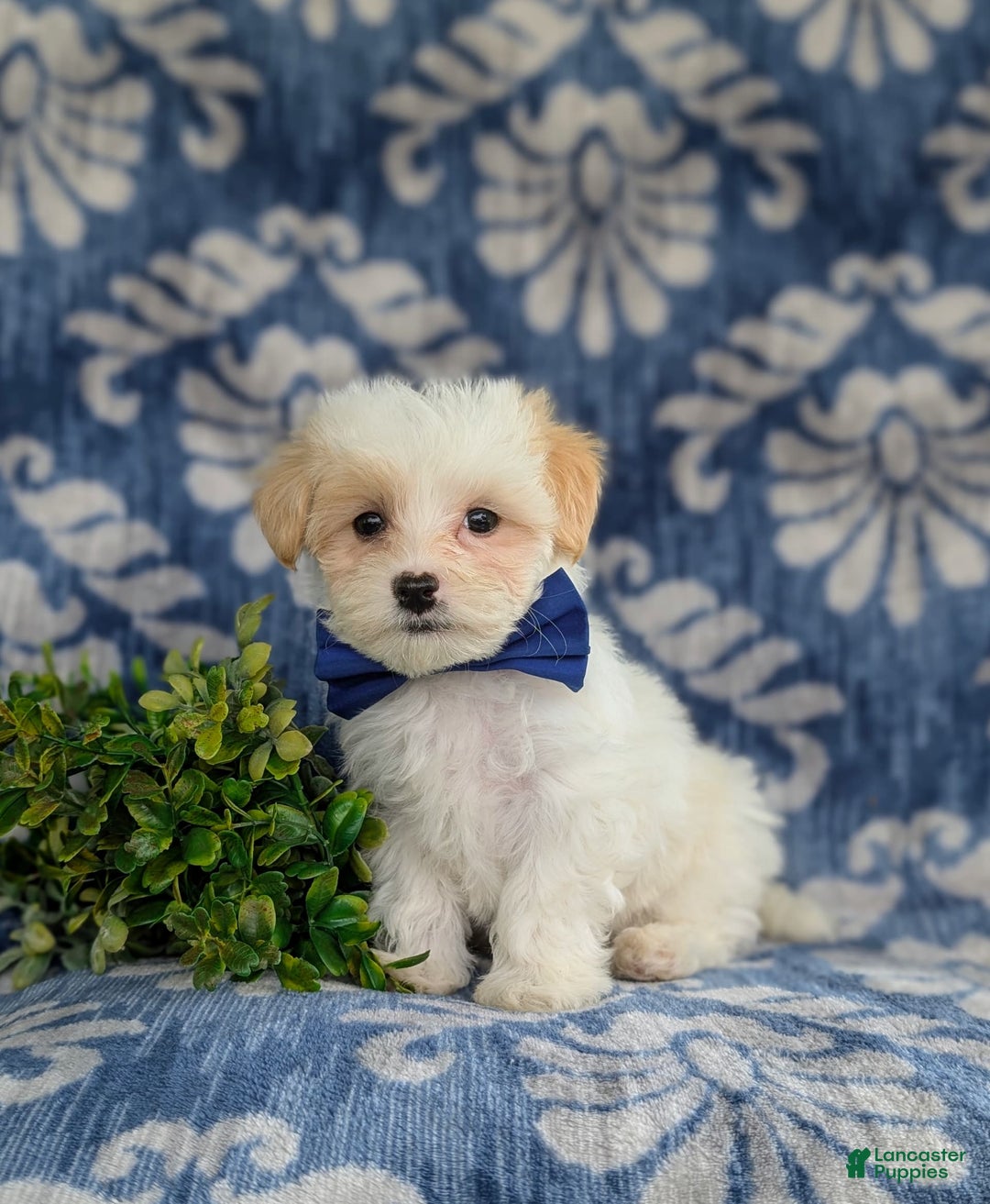 Maltese dogs for sale: Graham - Image 5