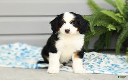 Bernedoodle dogs for sale: Ginger - Image 7