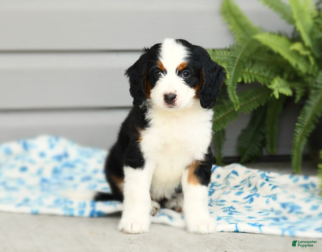 Bernedoodle dogs for sale: Ginger - Image 7