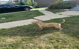 American Bully dogs for sale: Dutches - Image 3