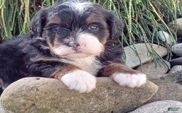 Mini Bernedoodle dogs for sale: Oakley - Image 35