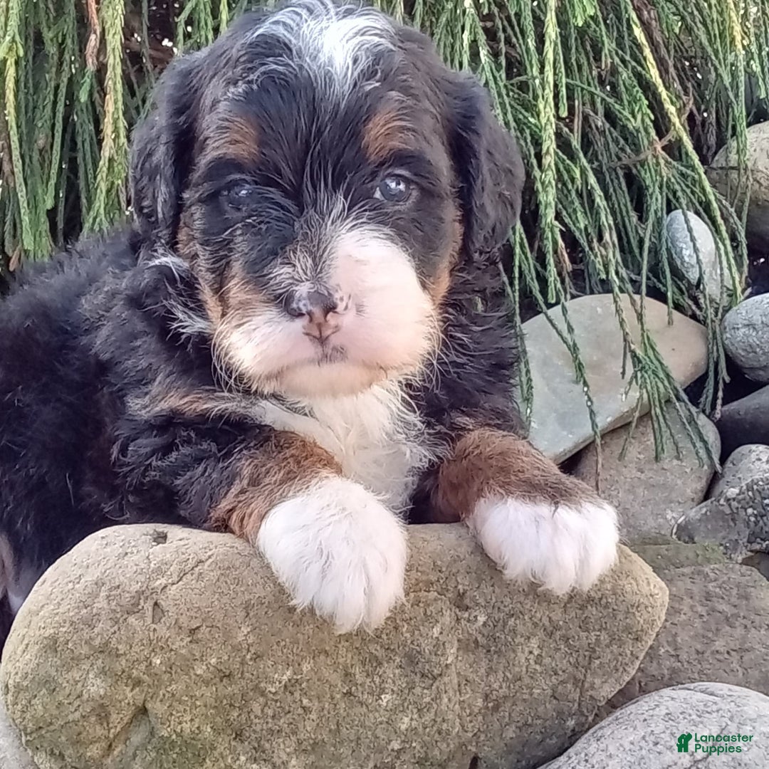 Mini Bernedoodle dogs for sale: Oakley - Image 35