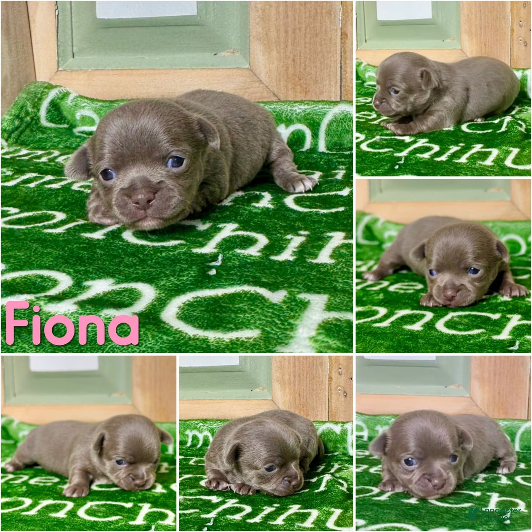 Chihuahua dogs for sale: Fiona Lavender Short Coat - Image 5