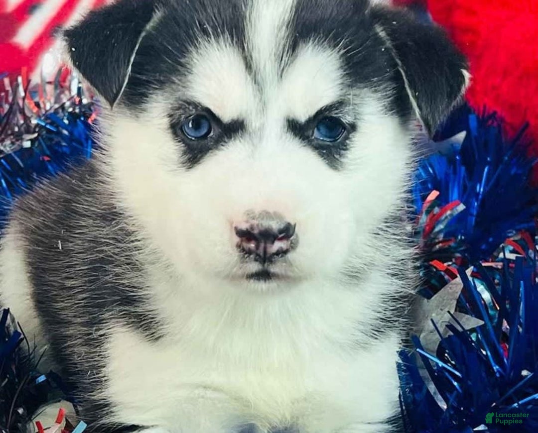 Siberian Husky dogs for sale: Nala - Image 1