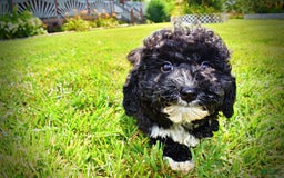 Havapoo dogs for sale: Echo - Image 3