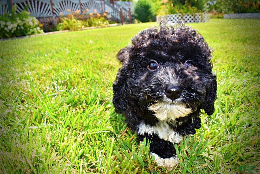 Havapoo dogs for sale: Echo - Image 3