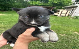 Gerberian Shepsky dogs for sale: Pixy - Image 1
