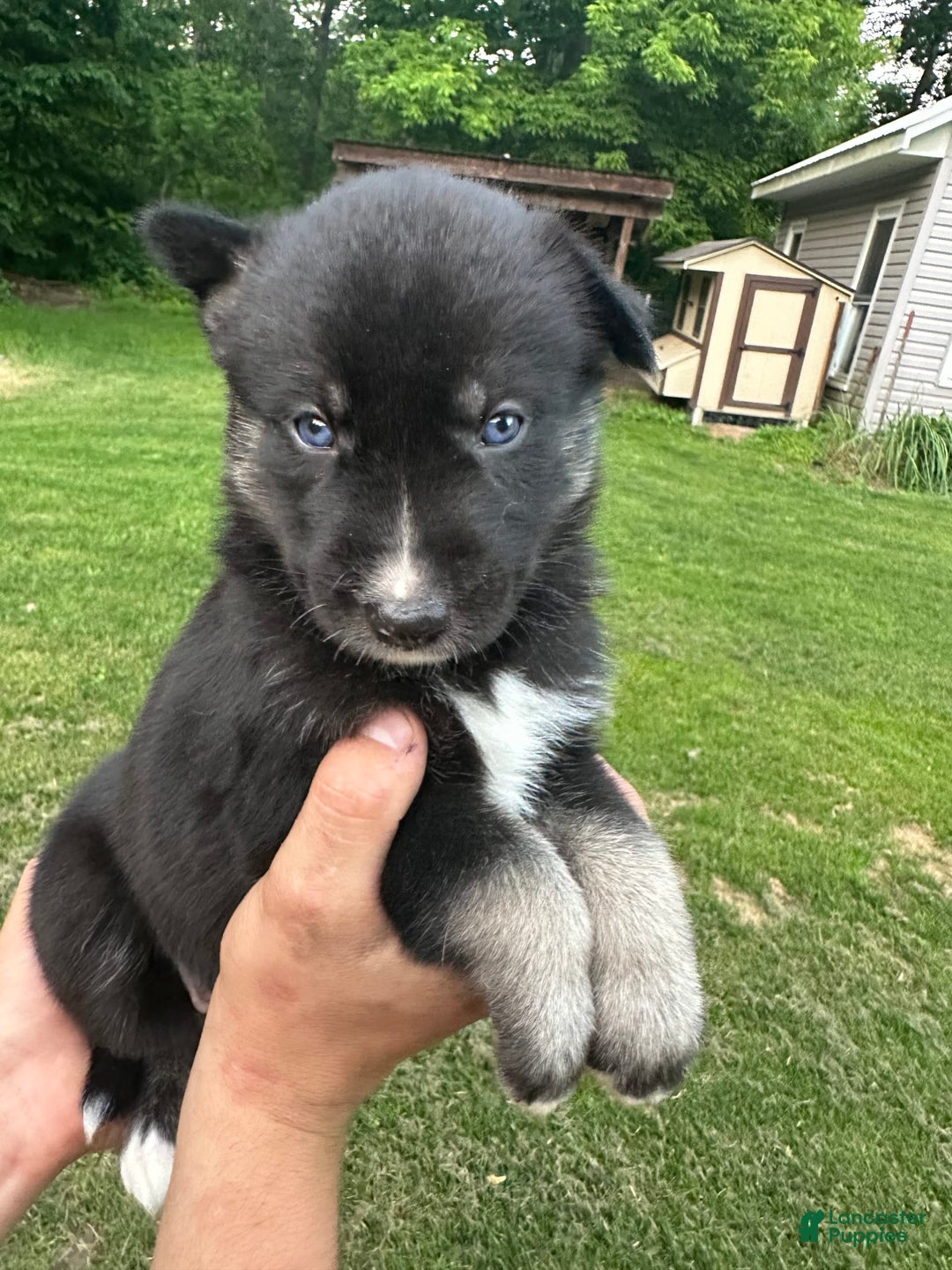 Gerberian Shepsky dogs for sale: Pixy - Image 1