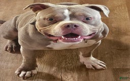American Bully dogs for sale: Tiger - Image 5