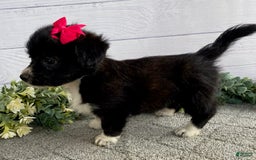 Shorkie dogs for sale: Star - Image 2