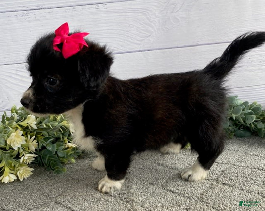 Shorkie dogs for sale: Star - Image 2