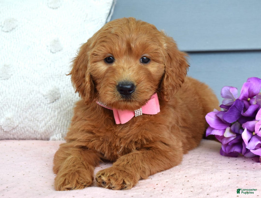 Goldendoodle dogs for sale: Cassie - Image 9