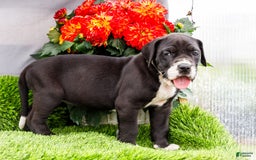 Great Dane dogs for sale: Kathy - Image 6