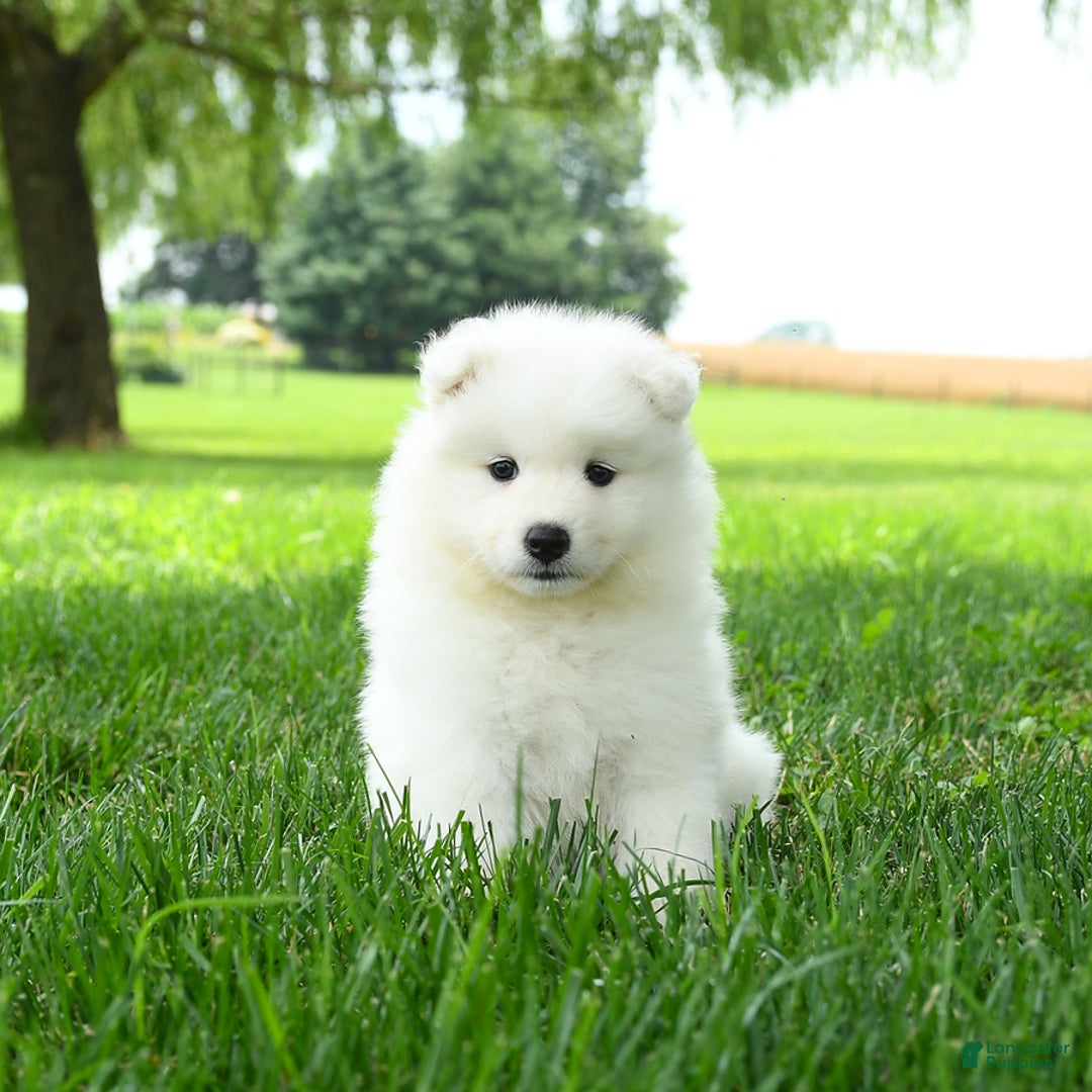 Samoyed dogs for sale: Gypsy - Image 5